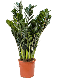 Lush ZZ Plant Zamioculcas zamiifolia 'Super Nova' Indoor House Plants
