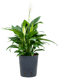 Photogenic Peace Lily Spathiphyllum 'Gokyo' Indoor House Plants