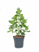 Graceful Autograph Tree Clusia rosea 'Princess' Indoor House Plants