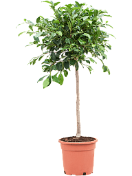 Lush Weeping Fig Ficus microcarpa ‘Nitida’ Tall Indoor House Plants Trees