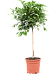 Lush Weeping Fig Ficus microcarpa ‘Nitida’ Tall Indoor House Plants Trees