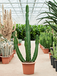 Photogenic Cowboy Cactus Euphorbia ingens (110-150) Indoor House Plants