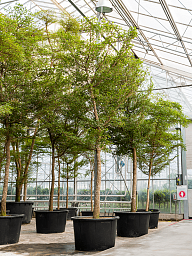 Tropical Black Olive Tree Bucida buceras 'Shady Lady' (800-900)