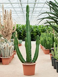 Photogenic Cowboy Cactus Euphorbia ingens (110-150) Indoor House Plants