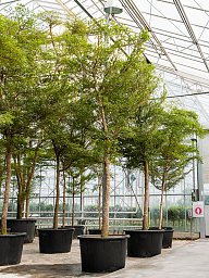 Tropical Black Olive Tree Bucida buceras 'Shady Lady' (800-900)