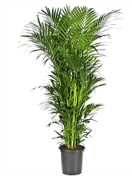 Lush Sentry Palm Kentia (Howea) forsteriana Indoor House Plants