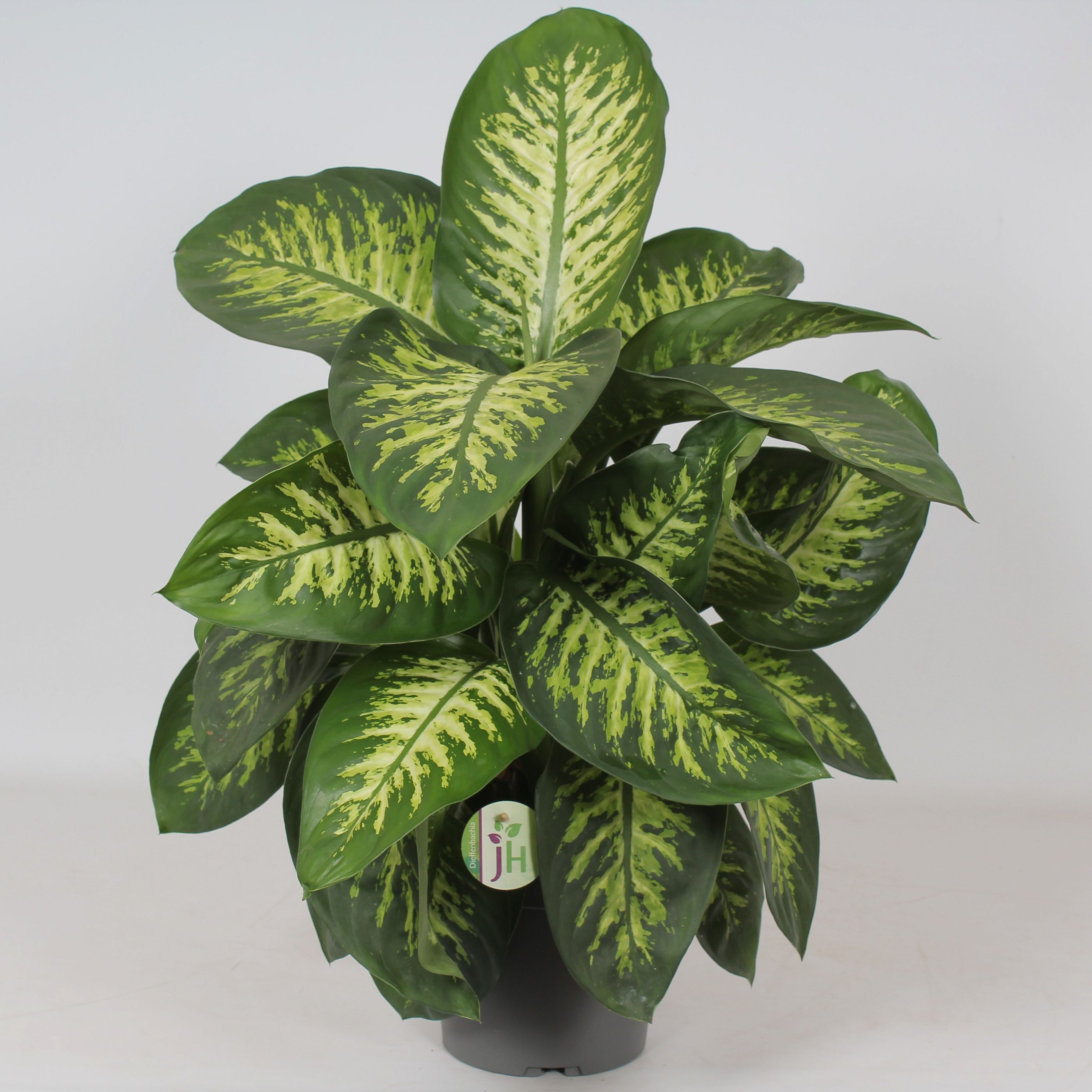 Lush Leopard Lily Dieffenbachia seguine 'Reeva' Indoor House Plants