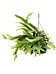 Lush Staghorn Fern Platycerium bifurcatum Indoor House Plants