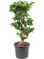 Lush Curtain Fig Ficus microcarpa 'Compacta' Tall Indoor House Plants Trees