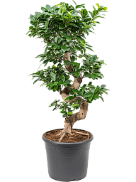Lush Curtain Fig Ficus microcarpa 'Compacta' Tall Indoor House Plants Trees