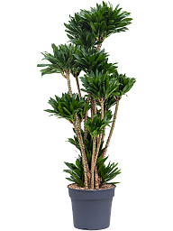 Easy-Care Corn Plant Dracaena fragrans 'Compacta' Indoor House Plants