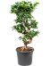 Lush Curtain Fig Ficus microcarpa 'Compacta' Tall Indoor House Plants Trees