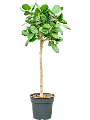 Lush Banyan Fig Ficus benghalensis 'Audrey' Indoor House Plants