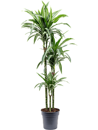 Easy-Care Corn Plant Dracaena fragrans 'Ulises' Tall Indoor House Plants Trees