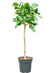 Lush Banyan Fig Ficus benghalensis 'Audrey' Indoor House Plants