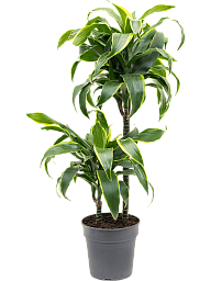 Insta-friendly Corn Plant Dracaena fragrans 'Dorado' Tall Indoor House Plants Trees