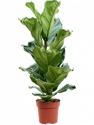 Lush Fiddle Leaf Fig Ficus lyrata Indoor House Plants