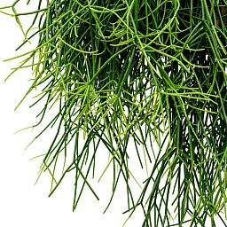 Easy-Care Mistletoe Cactus Rhipsalis pulchra Indoor House Plants