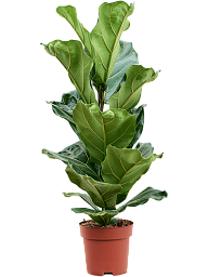 Lush Fiddle Leaf Fig Ficus lyrata Indoor House Plants
