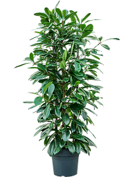 Lush African Fig Ficus cyathistipula Indoor House Plants