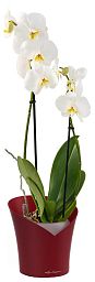 Blooming Phalaenopsis Orchid in LECHUZA ORCHIDEA Self-watering Planter, Total Height 65 cm