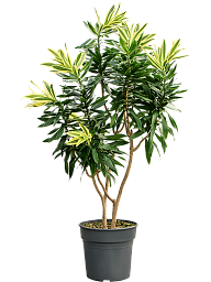 Colorful Pleomele (Dracaena) reflexa 'Song of Sri Lanka' Tall Indoor House Plants Trees