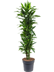 Easy-Care Corn Plant Dracaena fragrans 'Janet Lind' Tall Indoor House Plants Trees