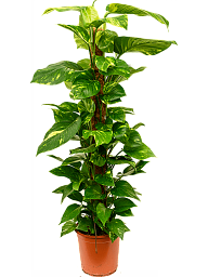 Shade-loving Pothos Scindapsus (Epipremnum) 'Aureum' Indoor House Plants
