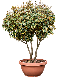 Elaeagnus ebbingei 'Viveleg'