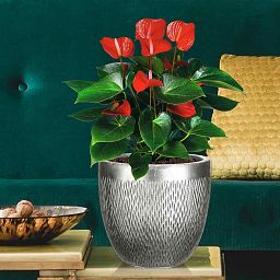 IDEALIST Lite Mesh Style Round Indoor Planter
