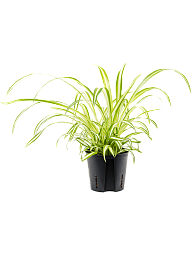 Cheerful Spider Plant Chlorophytum comosum 'Variegatum' Spider Plant Indoor House Plants