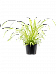 Cheerful Spider Plant Chlorophytum comosum 'Variegatum' Spider Plant Indoor House Plants