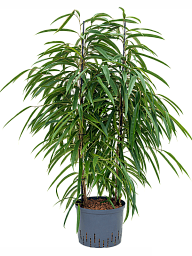 Lush Fig Tree Ficus binnendijkii 'Alii' Indoor House Plants