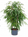Lush Fig Tree Ficus binnendijkii 'Alii' Indoor House Plants
