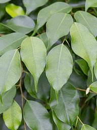 Lush Fig Tree Ficus benjamina 'Exotica' Tall Indoor House Plants Trees