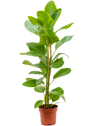 Lush Fiddle Leaf Fig Ficus altissima 'Yellow Gem' Indoor House Plants