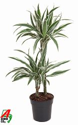 Easy-Care Corn Plant Dracaena fragrans 'White Stripe' Tall Indoor House Plants Trees