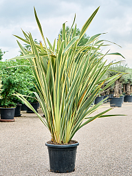 Easy-Care New Zealand Flax Phormium tenax 'Variegatum Indoor House Plants