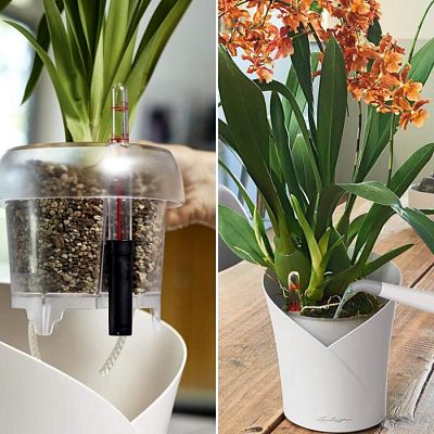 Blooming Phalaenopsis Orchid in LECHUZA ORCHIDEA Self-watering Planter, Total Height 65 cm