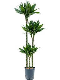 Photogenic Corn Plant Dracaena fragrans 'Green Jewel' Tall Indoor House Plants Trees