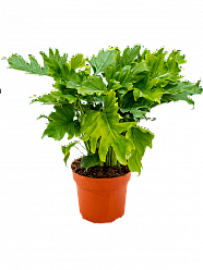 Lush Split-Leaf Philodendron bipinnatifidum 'Little hope' Indoor House Plants