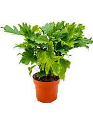 Lush Split-Leaf Philodendron bipinnatifidum 'Little hope' Indoor House Plants