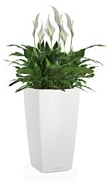 Blooming Spathiphyllum Sweet Chico in LECHUZA CUBICO Color Self-watering Planter, Total Height 60 cm