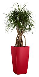 Dracaena Marginata in LECHUZA CUBICO Self-watering Planter, Total Height 150 cm
