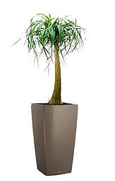 Nolina in LECHUZA CUBICO Self-watering Planter, Total Height 120 cm