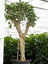 Lush Banyan Fig Ficus benghalensis (400-450) Tall Indoor House Plants Trees