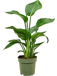 Tropical Bird of Paradise Strelitzia nicolai Indoor House Plants