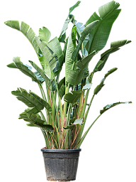 Strelitzia nicolai (180-200cm)