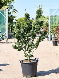 Lush Japanese Maple Acer pal. 'Shishigashira' Outdoor Plants