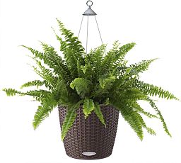 Nephrolepis Exaltata (Sword Fern) in LECHUZA NIDO Cottage Self-watering Hanging Planter, Total Heigh